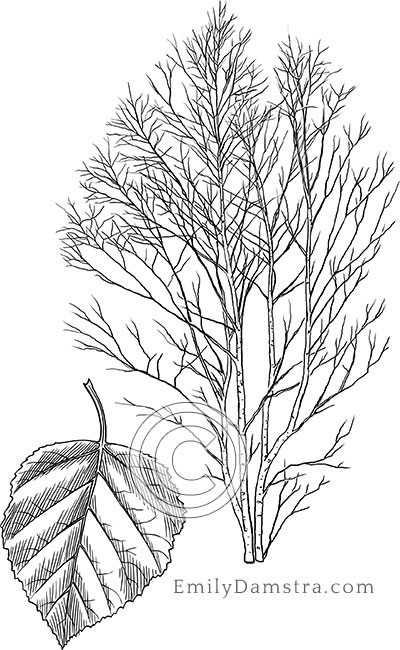 Paper birch illustration Betula papyrifera