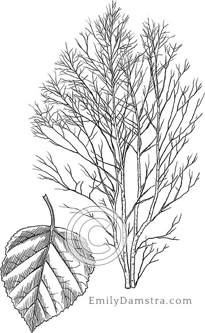 Paper birch illustration Betula papyrifera