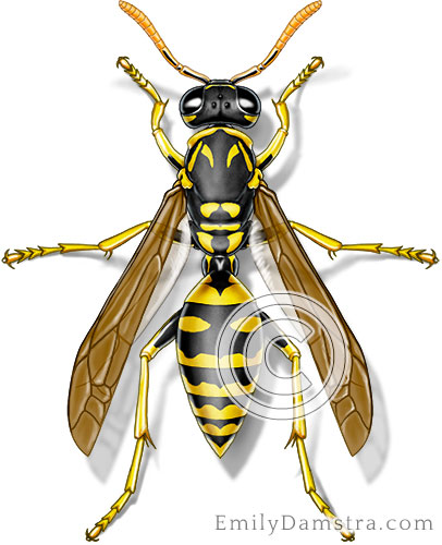 European paper wasp illustration Polistes dominula