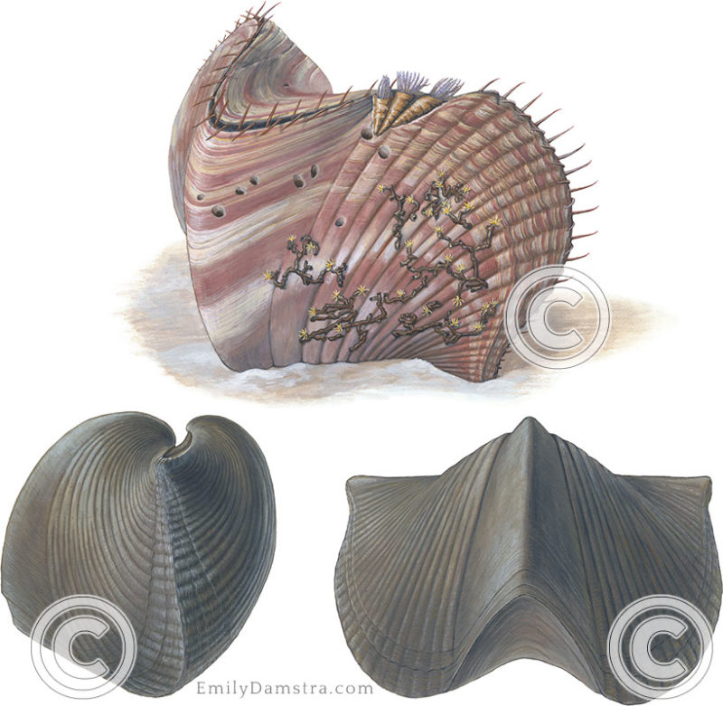 Devonian brachiopod illustration parasirifer