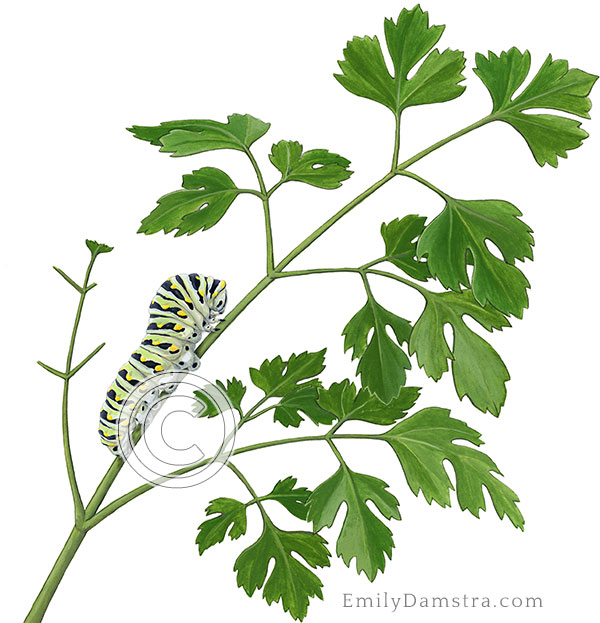 Illustration parsley with Black swallowtail caterpillar Petroselinum crispum Papilio polyxenes