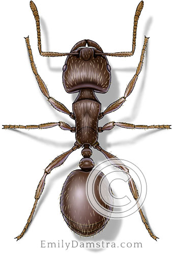 Pavement ant illustration Tetramorium caespitum