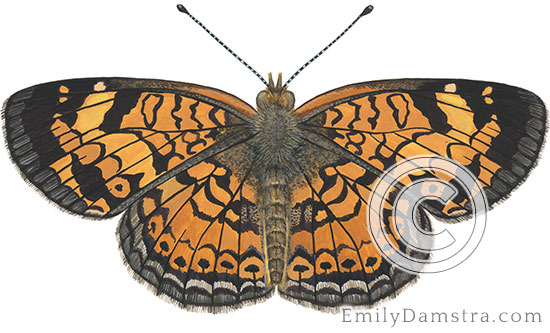 Pearl crescent butterfly illustration Phyciodes tharos