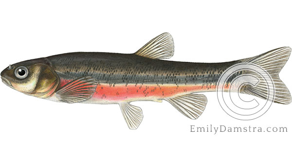 Pearl dace Margariscus margarita illustration