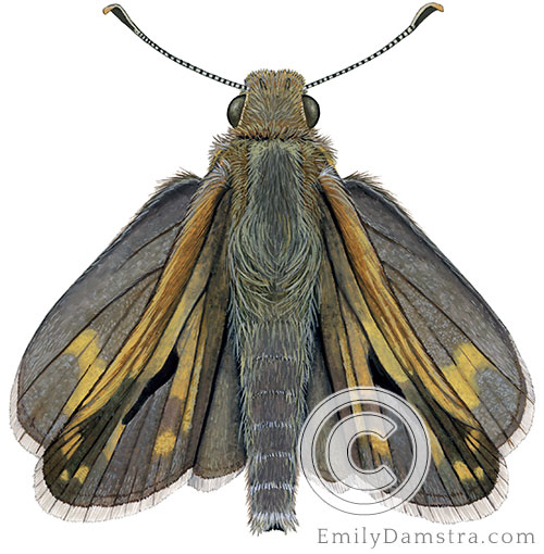 Peck's skipper illustration Polites peckius