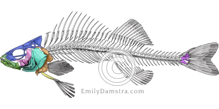 perch skeleton illustration Perca flavescens