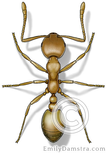 Pharaoh ant illustration Monomorium pharaonis