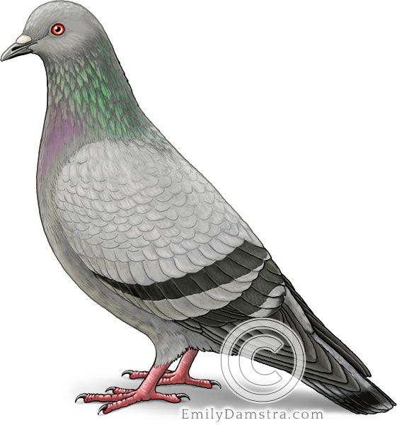 Rock pigeon illustration Columba livia