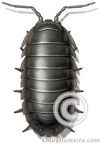 Pillbug illustration Armadillidium vulgare