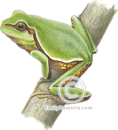 Pine barrens tree frog illustration Hyla andersonii