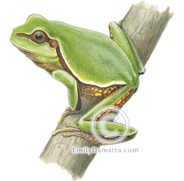 Pine barrens tree frog illustration