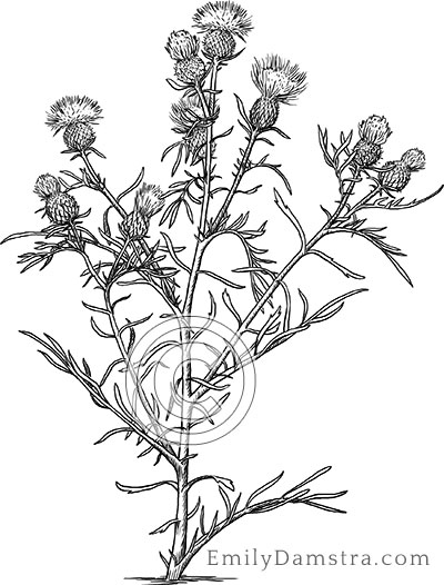 Pitcher's thistle illustration Cirsium pitcheri