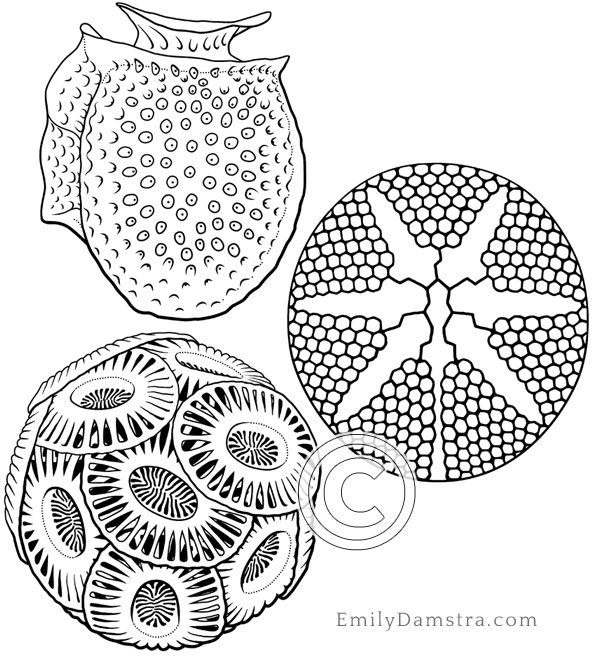 Illustrations of plankton