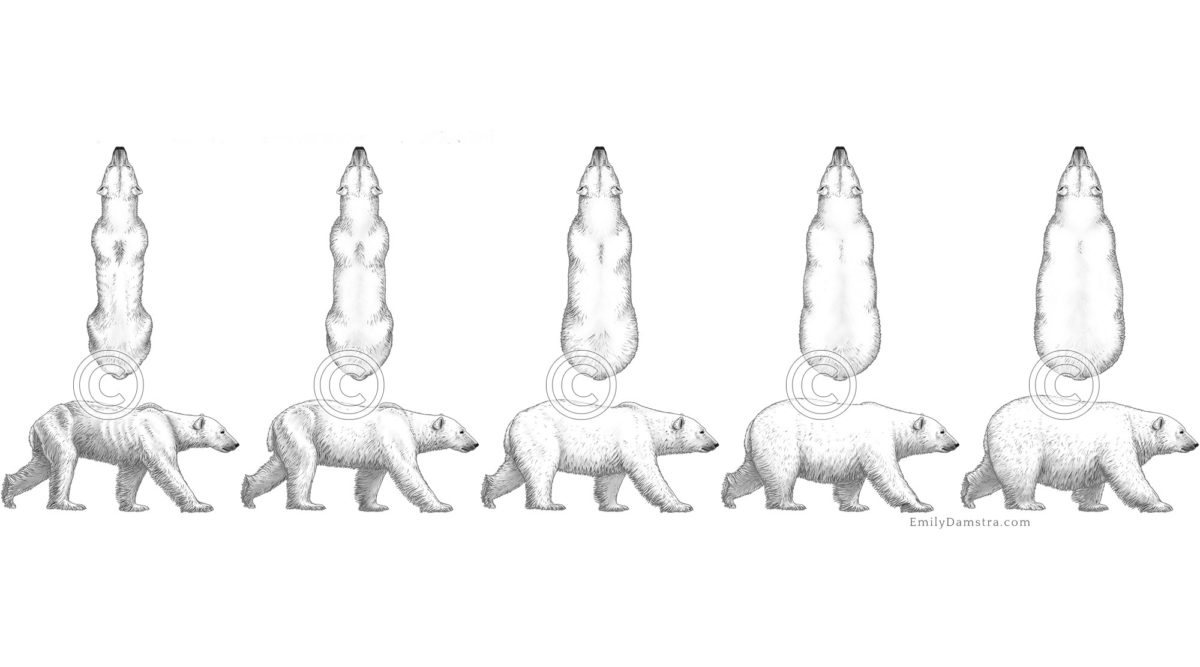 Polar bears fatness index illustrations