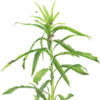 plant science illustrations