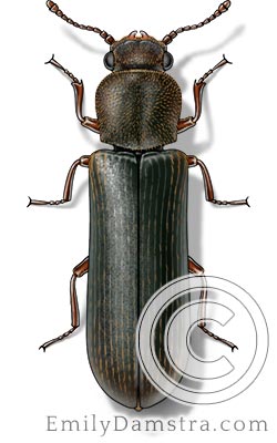 Powderpost beetle illustration pest