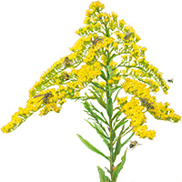 goldenrod flowers illustration