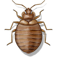 Pests