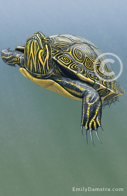 River Cooter illustration Pseudemys concinna