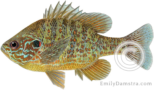 Pumpkinseed sunfish Lepomis gibbosus illustration