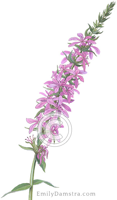 Purple loosestrife illustration Lythrum salicaria