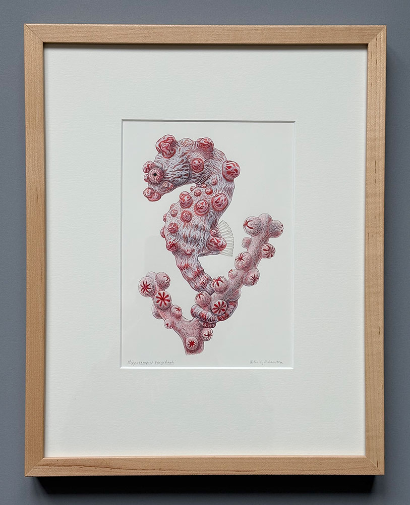 Bargibant's pygmy seahorse on gorgonian coral original artwork 2 photo showing framed painting of a pygmy seahorse