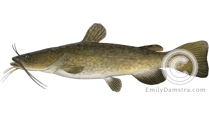 Flathead Catfish Pylodictis olivaris illustration