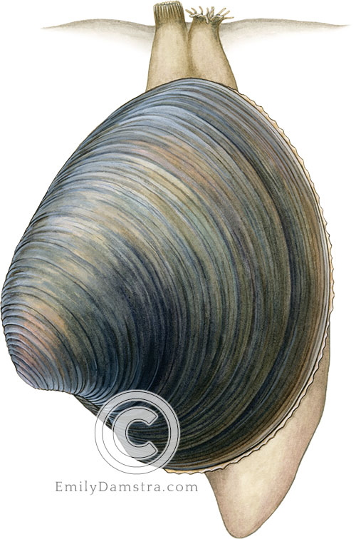 Quahog illustration Mercenaria