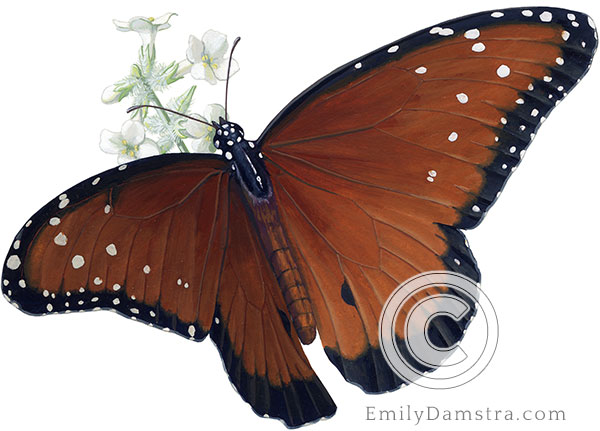 Illustration of Queen butterfly on Bee bush Danaus gilippus on Aloysia gratissima