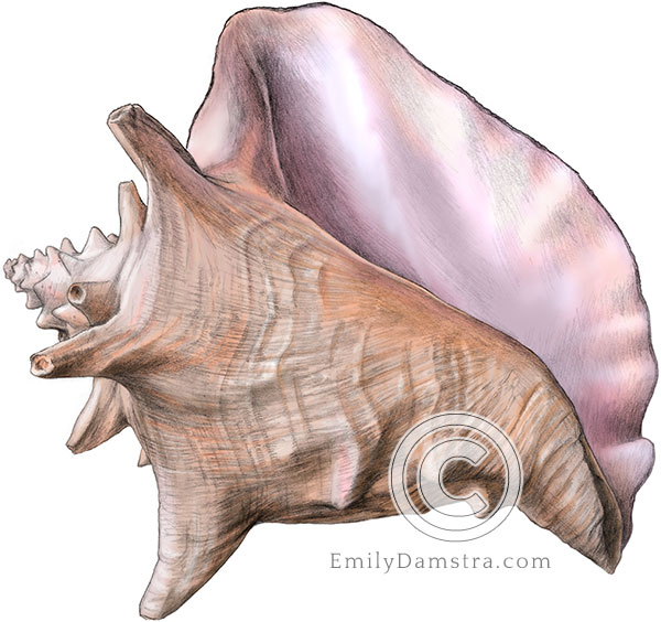 Queen conch illustration Strombus gigas