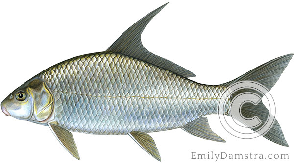 Quillback Carpiodes cyprinus illustration