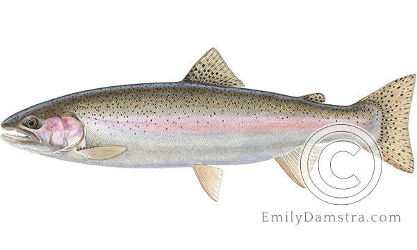 Illustration of a rainbow trout