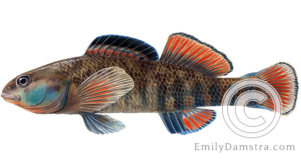 Rainbow darter Etheostoma caeruleum illustration