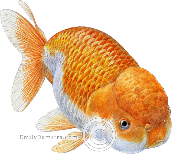 Ranchu goldfish illustration