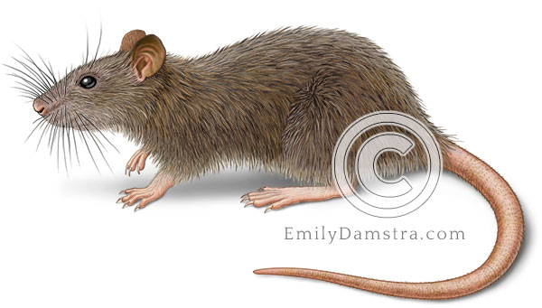 Norway rat or Brown rat Rattus norvegicus