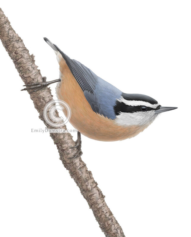 Color Illustration of a red-breasted nuthatch