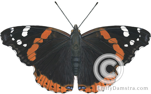 Red admiral illustration Vanessa atalanta