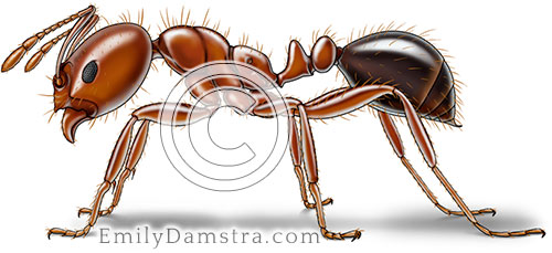 Red imported fire ant illustration Solenopsis invicta