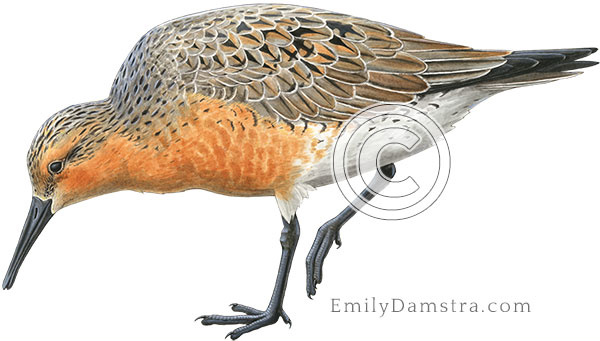 Red knot Calidris canutus illustration