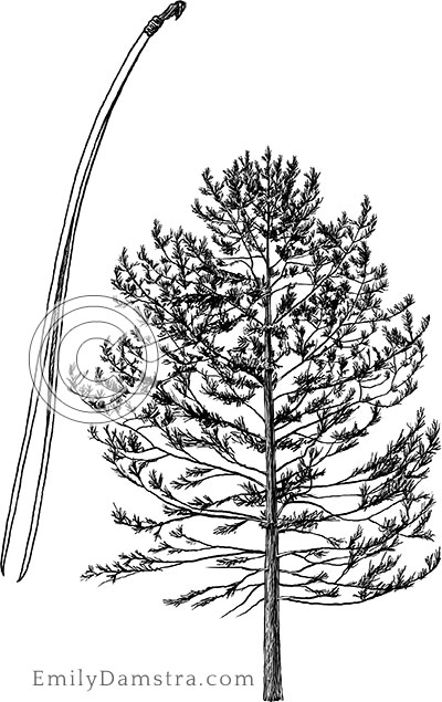 Red pine illustration Pinus resinosa