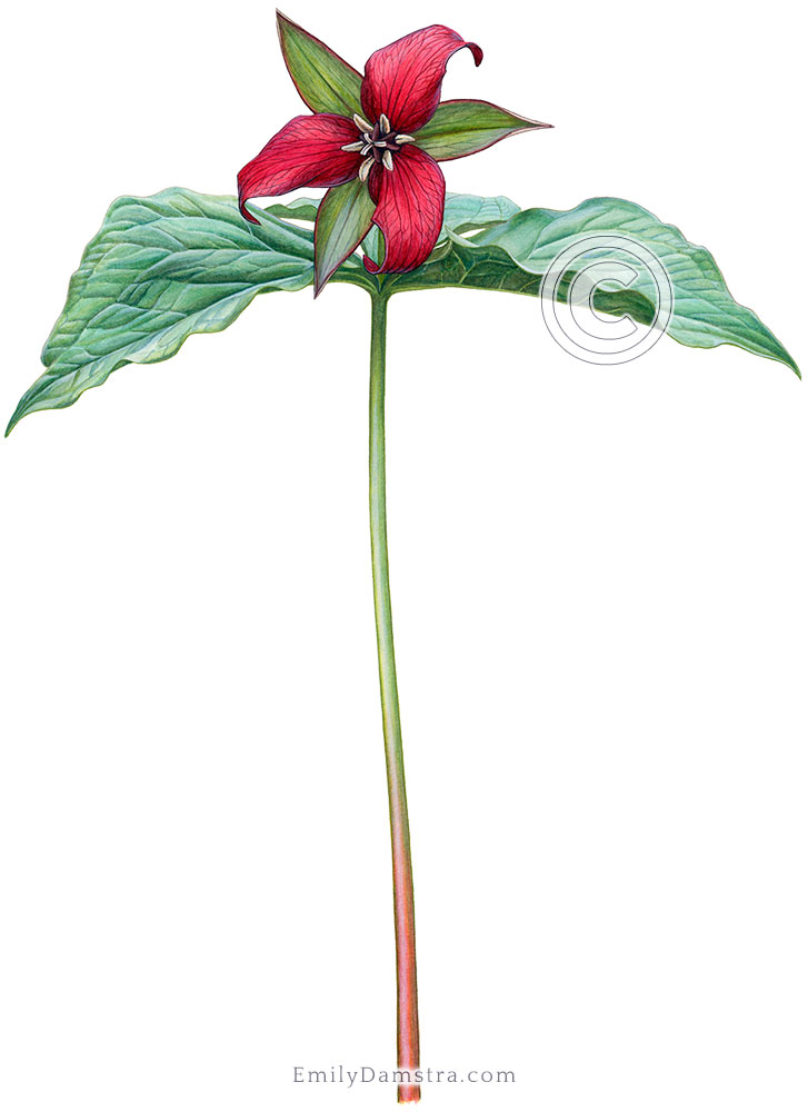 Red trillium illustration erectum