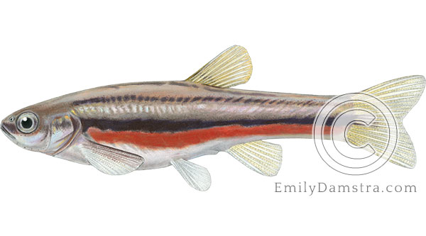Northern Redbelly dace Phoxinus eos illustration
