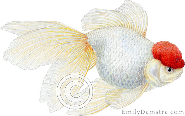 Redcap Oranda goldfish illustration