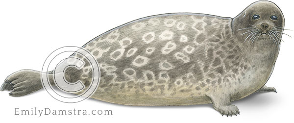 Ringed seal illustration Phoca hispida