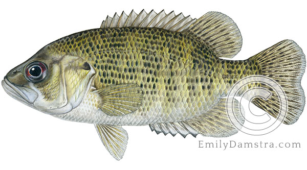 Rock bass Ambloplites rupestris illustration