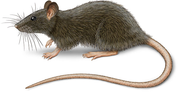 Roof rat illustration Rattus rattus