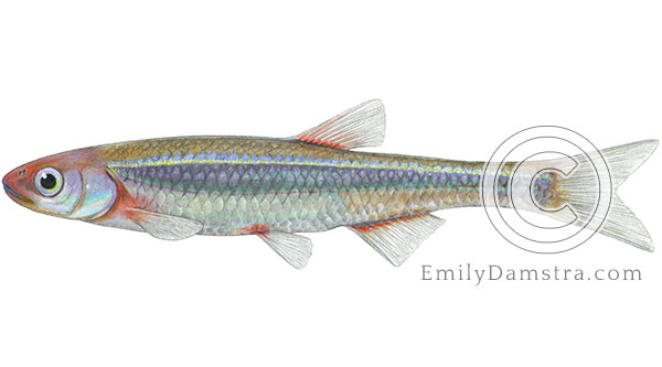 Rosyface shiner Notropis rubellus illustration