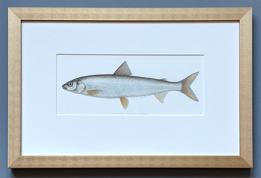 Round whitefish original artwork 2 photo of framed round whitefish drawing