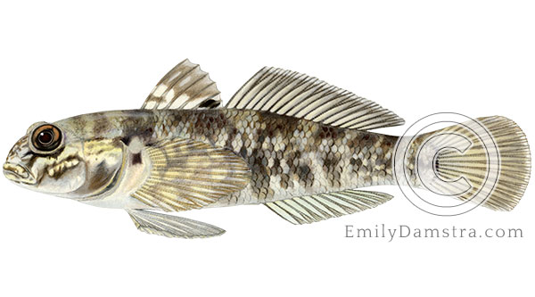 round goby neogobius melanostomus illustration