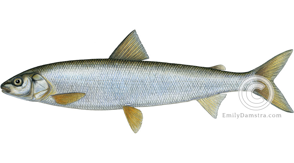 Round whitefish Prosopium cylindraceum illustration